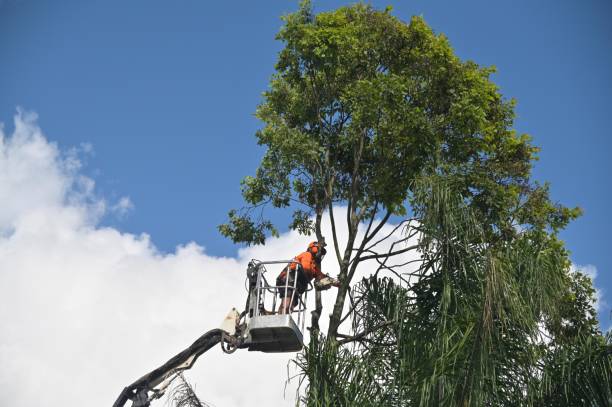 Trusted Brandon, FL Tree Services Experts