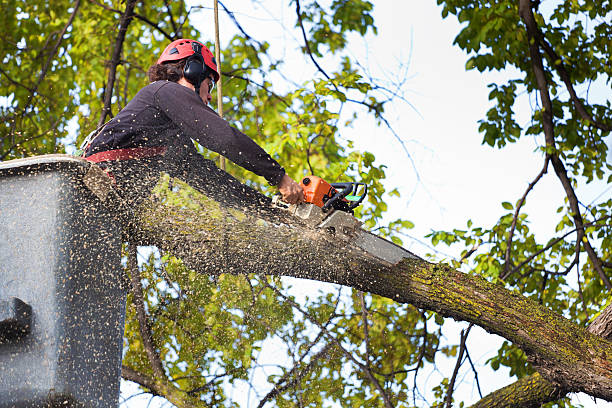 Best Tree Preservation Services  in Brandon, FL